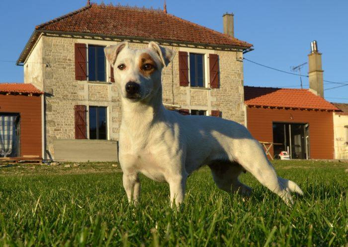 Les Jack Russell Terrier de l'affixe Des Dogs Hot'antiques